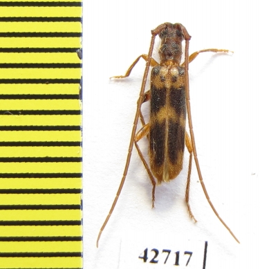 Cerambycidae sp.  South Africa Rep. - INSECTS-STORE.RU