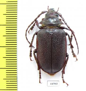 Sceleocantha pilosicollis  Australia - INSECTS-STORE.RU