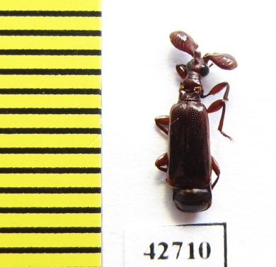 Paussinae sp.  South Africa Rep. - INSECTS-STORE.RU