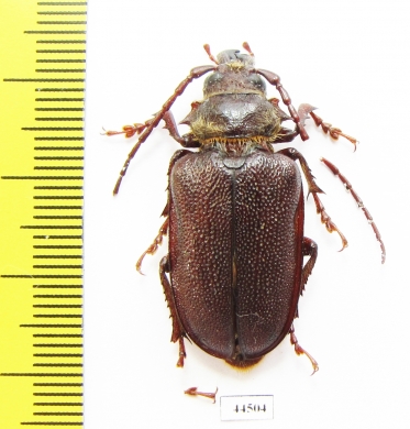 Sceleocantha pilosicollis  Australia - INSECTS-STORE.RU