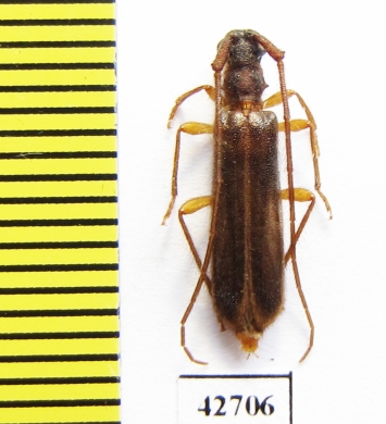 Cerambycidae sp.  South Africa Rep. - INSECTS-STORE.RU