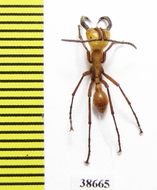 Formicidae sp.  Panama - INSECTS-STORE.RU