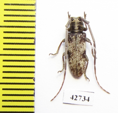 Cerambycidae sp.  South Africa Rep. - INSECTS-STORE.RU