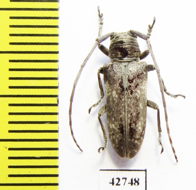 Prosopocera sp.  South Africa Rep. - INSECTS-STORE.RU