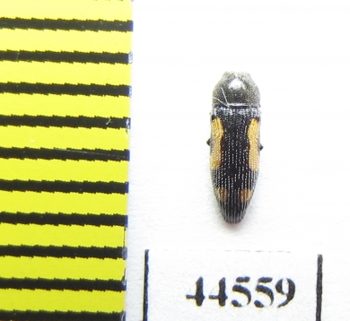 Buprestidae sp., Thailand - INSECTS-STORE.RU