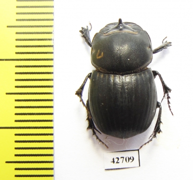 Copris sp.  Botswana - INSECTS-STORE.RU