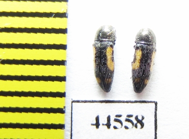 Buprestidae sp., Thailand - INSECTS-STORE.RU