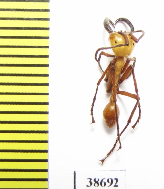 Formicidae sp.  Panama - INSECTS-STORE.RU