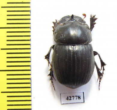 Copris sp.  Botswana - INSECTS-STORE.RU