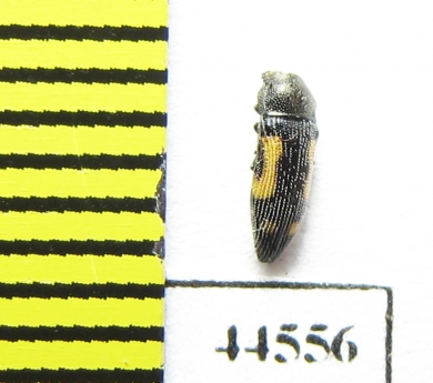 Buprestidae sp., Thailand - INSECTS-STORE.RU