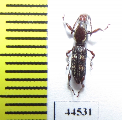 Brentidae sp.  Thailand - INSECTS-STORE.RU