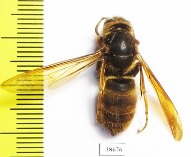 Vespa simillima  Russia, Far East - INSECTS-STORE.RU