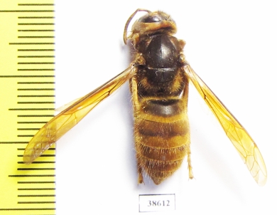 Vespa simillima  Russia, Far East - INSECTS-STORE.RU