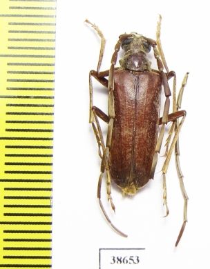 Apatophysis pavlovskii, male  Tajikistan - INSECTS-STORE.RU