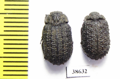 Trogidae sp.  South Africa Rep. - INSECTS-STORE.RU