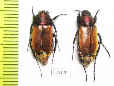 Eulasia chalybaea  Iran, Kurdistan prov. - INSECTS-STORE.RU