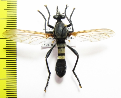 Asilidae sp.  South Africa Rep.  33mm - INSECTS-STORE.RU