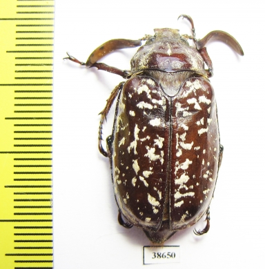 Polyphylla sp., male  China, Sichuan prov. - INSECTS-STORE.RU