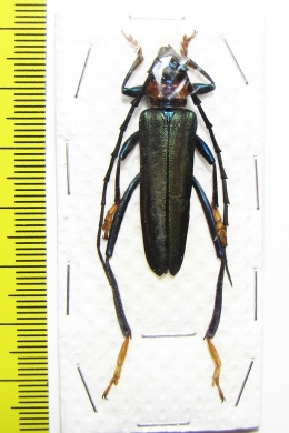 Aphrodisium faldermannii  Thailand - INSECTS-STORE.RU