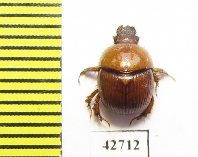 Bolboceratinae sp.  South Africa Rep. - INSECTS-STORE.RU