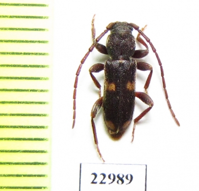 Cerambycidae sp.  South Africa Rep. - INSECTS-STORE.RU