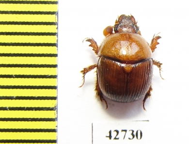 Bolboceratinae sp.  South Africa Rep. - INSECTS-STORE.RU