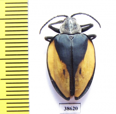 Chrysomelidae sp.  Peru - INSECTS-STORE.RU