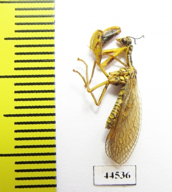 Mantispidae sp.  Kazakhstan - INSECTS-STORE.RU