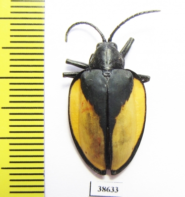 Chrysomelidae sp.  Peru - INSECTS-STORE.RU