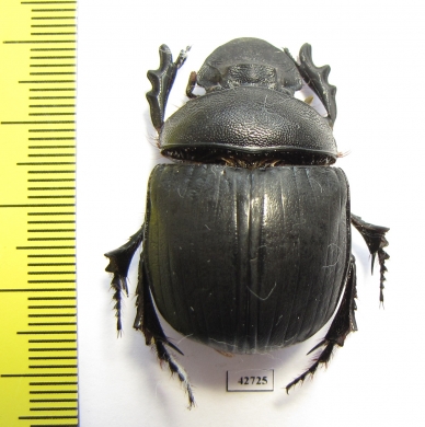 Heliocopris sp.  South Africa Rep. - INSECTS-STORE.RU