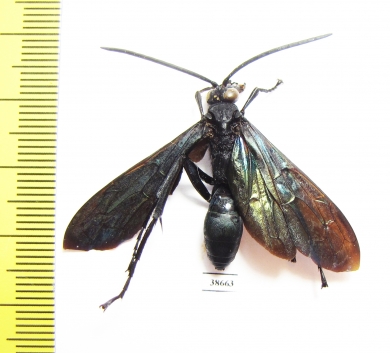 Hymenoptera sp.  Namibia - INSECTS-STORE.RU