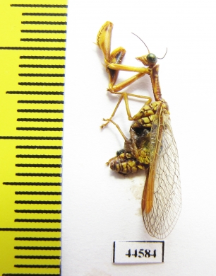 Mantispidae sp.  Kazakhstan - INSECTS-STORE.RU