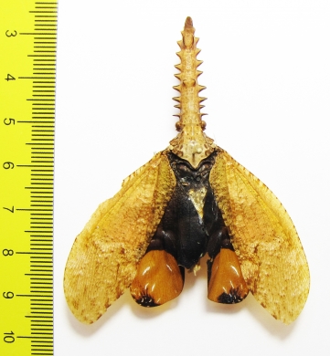 Cathedra serrata  Peru - INSECTS-STORE.RU