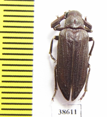 Rhipiceridae sp.  Namibia - INSECTS-STORE.RU