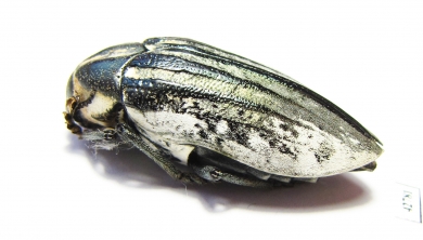 Julodis cailliaudi spectabilis  Saudi Arabia - INSECTS-STORE.RU