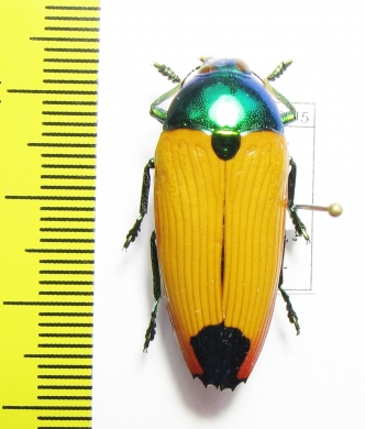 Metaxymorpha gloriosa  Australia - INSECTS-STORE.RU