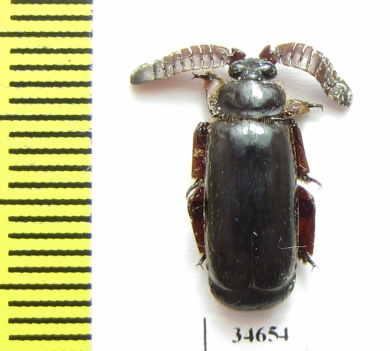 Paussinae sp.  South Africa Rep. - INSECTS-STORE.RU