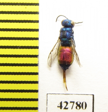 Chrysididae sp.  Kazakhstan - INSECTS-STORE.RU