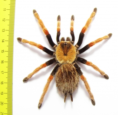 Arachnida sp. 46mm - INSECTS-STORE.RU