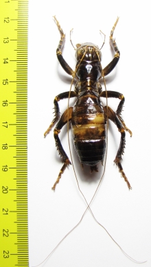 Orthoptera sp.  Zimbabwe 55mm - INSECTS-STORE.RU