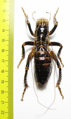 Orthoptera sp.  Zimbabwe 66mm - INSECTS-STORE.RU