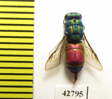 Chrysididae sp.  Kazakhstan - INSECTS-STORE.RU