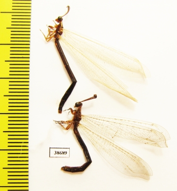 Myrmeleontidae sp.  Madagascar - INSECTS-STORE.RU