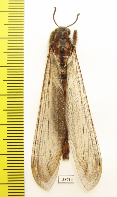 Myrmeleontidae sp.  Madagascar - INSECTS-STORE.RU