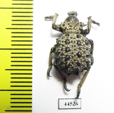 Brachyceridae sp.10  South Africa Rep. - INSECTS-STORE.RU