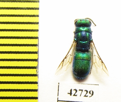 Chrysididae sp.  Kazakhstan - INSECTS-STORE.RU
