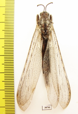 Myrmeleontidae sp.  Madagascar - INSECTS-STORE.RU