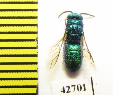 Chrysididae sp.  Kazakhstan - INSECTS-STORE.RU