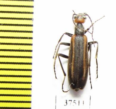 Epicauta sp.  Colombia - INSECTS-STORE.RU