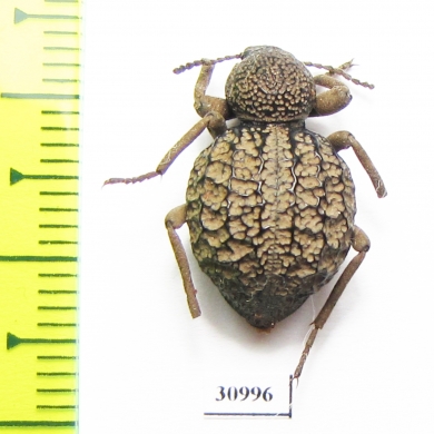 Tenebrionidae sp.  South Africa Rep. - INSECTS-STORE.RU